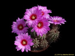 Echinocereus ferreirianus 746